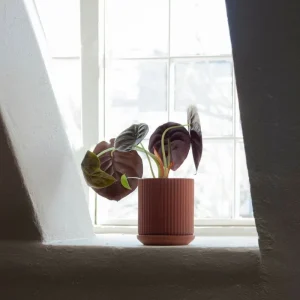 Elementa Indoor-gardening^Klorofyll 150 Topf, Terrakotta