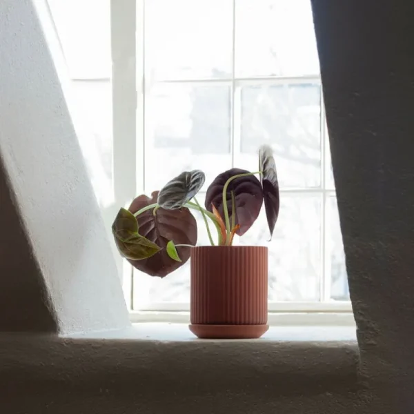 Elementa Indoor-gardening^Klorofyll 150 Topf, Terrakotta
