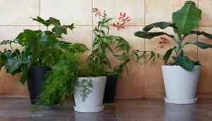 HAY Garten | Indoor-gardening^Blumentopf und Untertasse, XXL, grau