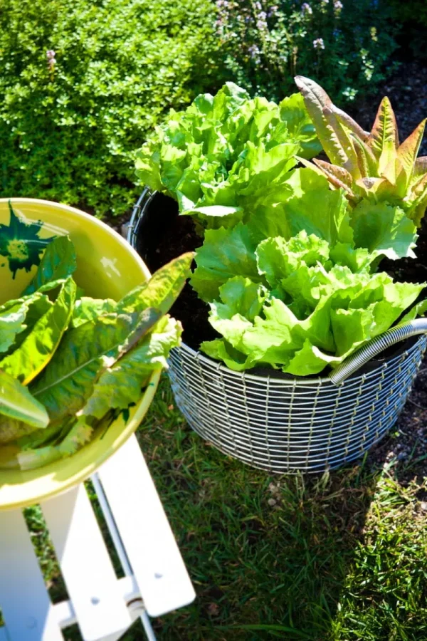 Korbo Garten^Planting Bag 24, 3 Stück