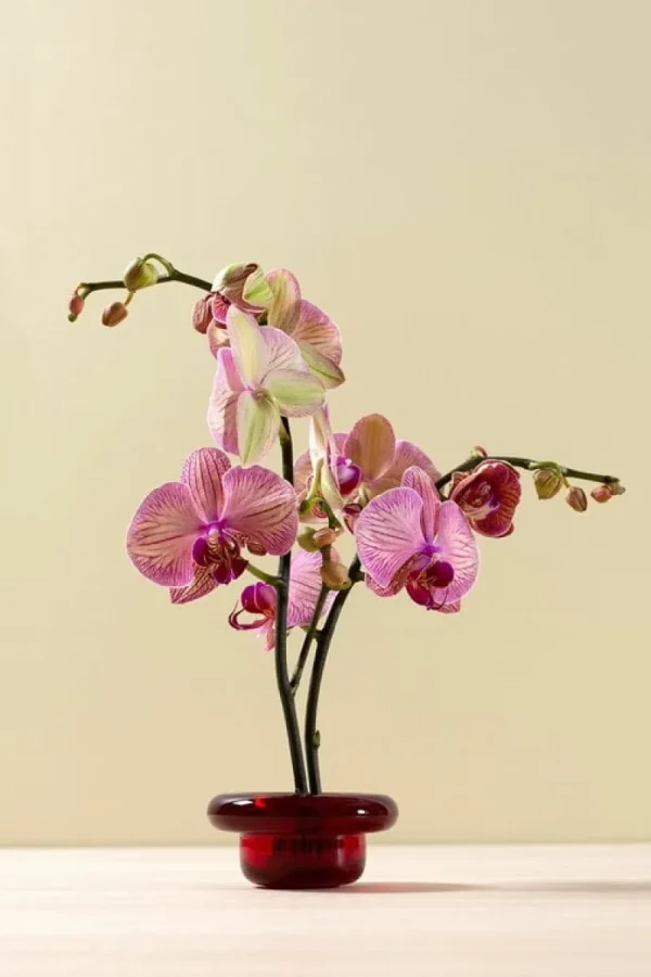 Iittala Kerzen Und Kerzenhalter-Nedre Foss Sirkel Teelichthalter, Mid Winter Red