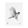 Teemu Ju00e4rvi Illustrations Poster Und Pinnwände^Teemu Järvi Illustrations Poster Siberian Jay, 30 x 40 cm