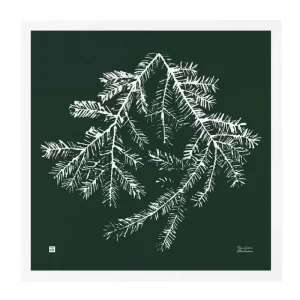 Teemu Ju00e4rvi Illustrations Poster Und Pinnwände^Teemu Järvi Illustrations Poster Spruce Branch, 50 x 50 cm, Waldgrün